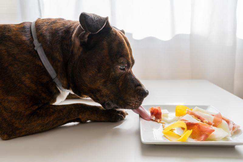Czy psy mogą jeść melona spadziowego? Wartości odżywcze i często zadawane pytania