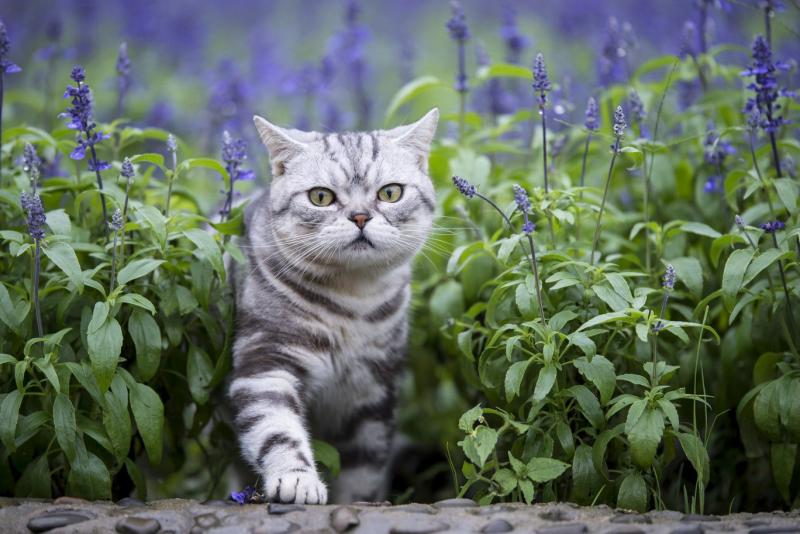 Czy zapach lawendy jest szkodliwy dla kota? Toksyczność kwiatów ujawniona