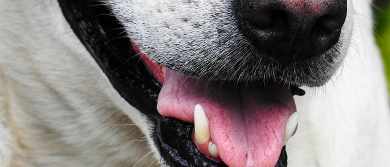 Czy ubezpieczenie zwierzęcia obejmuje czyszczenie zębów psa?