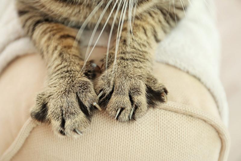 Alternatywy dla usuwania pazurów u kotów: 10 zatwierdzonych przez weterynarza opcji do rozważenia