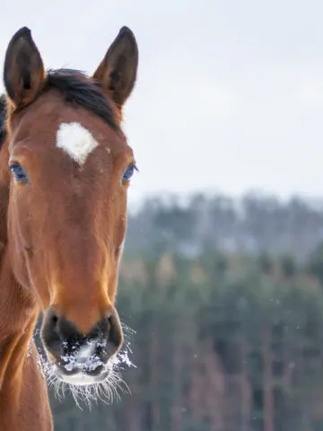 W tym artykule poznamy 17 niemieckich ras koni, z których każda ma swoje unikalne cechy i wyróżniające ją cechy. Dzięki urzekającym zdjęciom i pouczającym opisom poznasz świat doskonałości niemieckich koni.