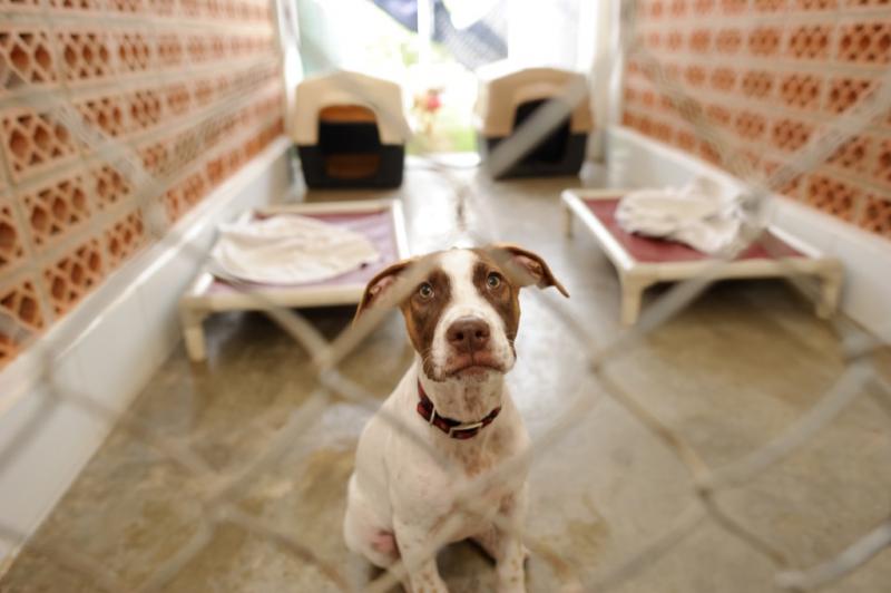 11. Około 390 000 psów jest poddawanych eutanazji w schroniskach rocznie.