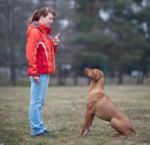 Jak wytresować Rhodesian Ridgebacka: 8 wskazówek i przewodnik eksperta