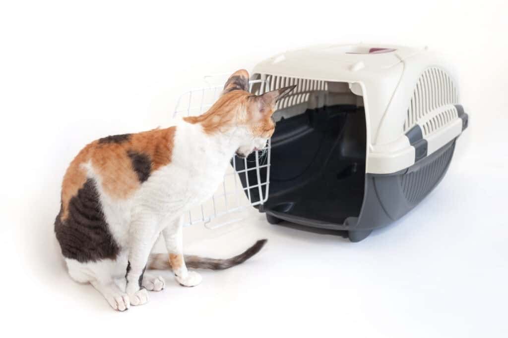 Jak wytresować kota w klatce: 7 ważnych porad weterynarza