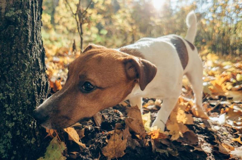 Czy żołędzie są bezpieczne dla psów?