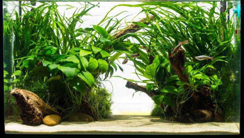 10 najlepszych podłoży dla roślin akwariowych