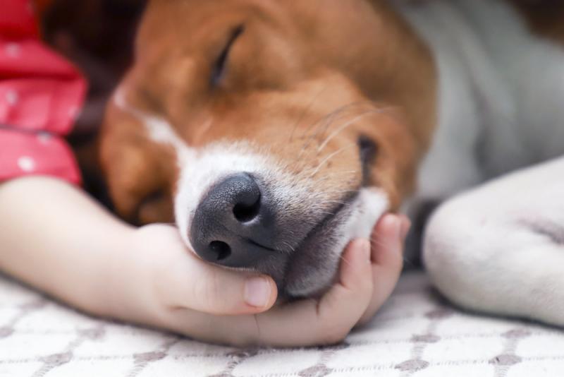 Jakie formy profilaktyki nicieni sercowych są dostępne dla psów?
