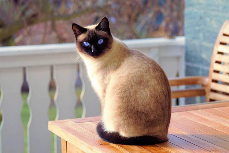 8. Jednym z najdłużej żyjących kotów jest kot syjamski