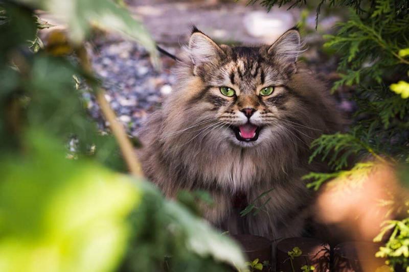 1. Hepper Deshedding Cat Brush - najlepsza ogólnie