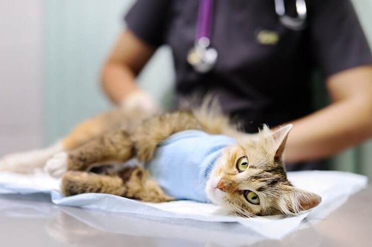 Zapalenie stawów u kotów: Zatwierdzone przez weterynarza objawy, przyczyny i leczenie