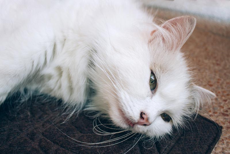Jakie są przyczyny refluksu żołądkowo-przełykowego u kotów?
