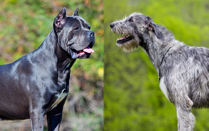 Cane Corso Irish Wolfhound Mix: Przewodnik, zdjęcia, pielęgnacja i więcej