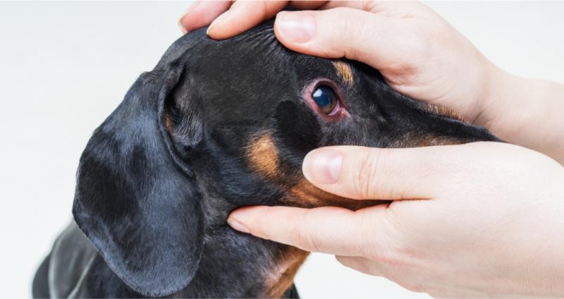 Parwowiroza u psów: przyczyny, objawy i opieka wyjaśnione przez weterynarza