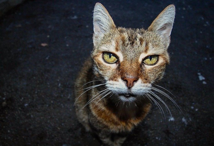 8 oznak starzenia się kota: Sprawdzone przez weterynarza zmiany, na które należy zwrócić uwagę