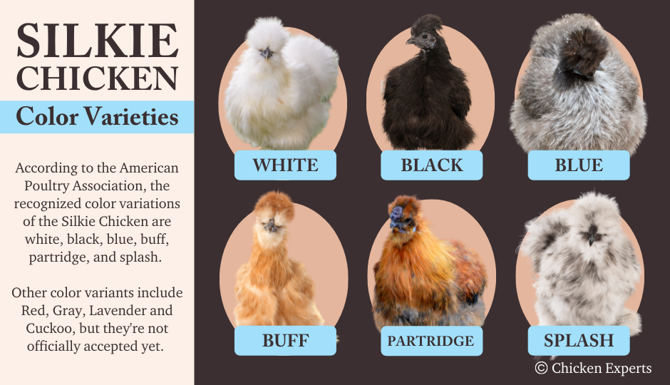 10 kolorów kurczaków jedwabistych (ze zdjęciami)