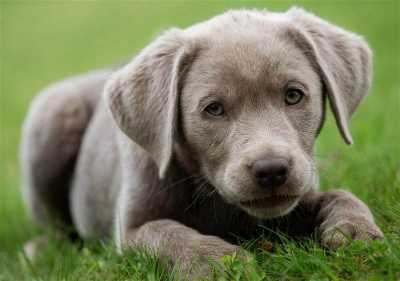 Rasa srebrny labrador retriever: zdjęcia, przewodnik pielęgnacji, informacje i więcej