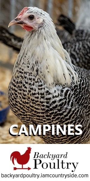Kurczak Campine: Zdjęcia, informacje, cechy i przewodnik opieki