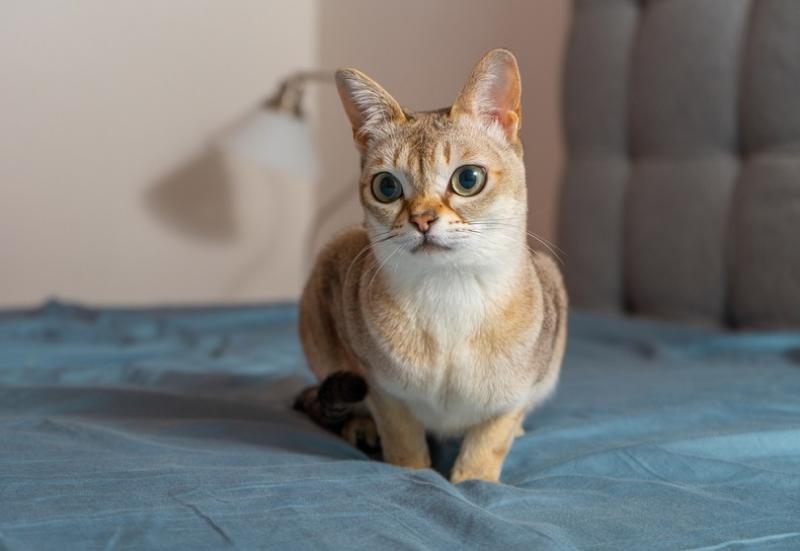 17 ras kotów z dużymi uszami (ze zdjęciami i informacjami)