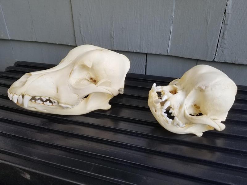 Jak wygląda czaszka buldoga? Skutki nieetycznej hodowli
