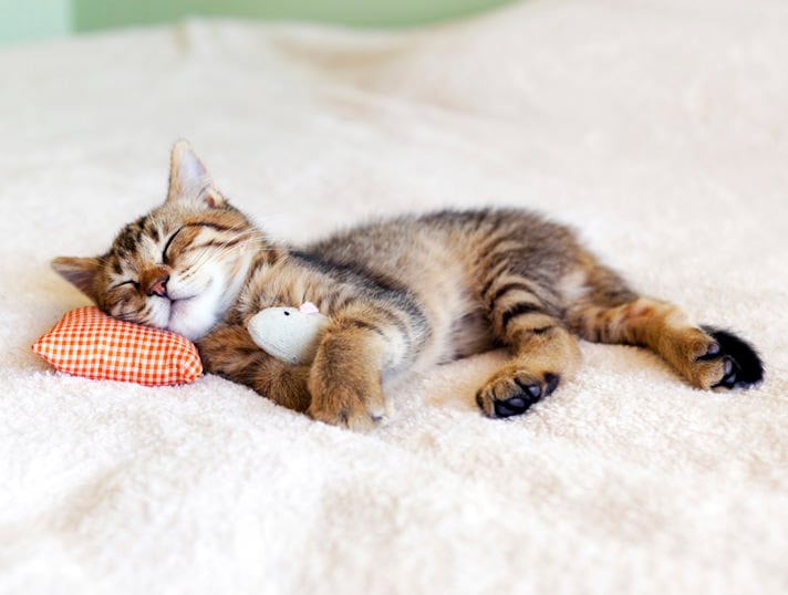 Ile godzin śpią koty? Potrzeby kotów w zakresie odpoczynku