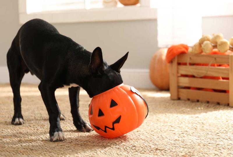 5 słodyczy na Halloween, których należy trzymać z dala od psa