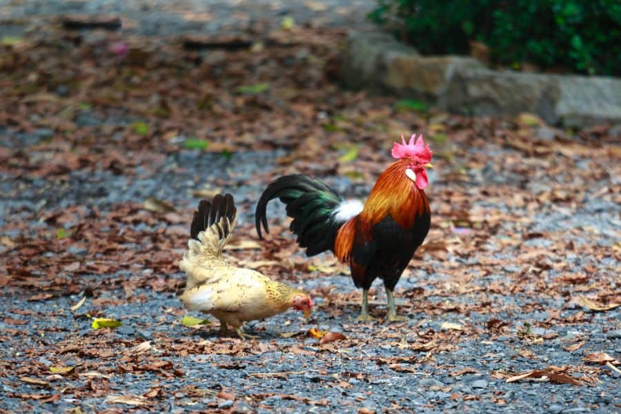 12. Serama Bantams