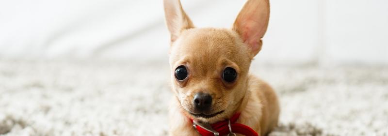 8 mitów i błędnych przekonań na temat psów asystujących: