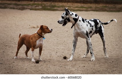 Pitbull vs dog niemiecki: różnice (ze zdjęciami)