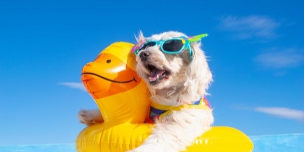 Jak utrzymać psa w chłodzie podczas upalnego lata: 8 skutecznych wskazówek