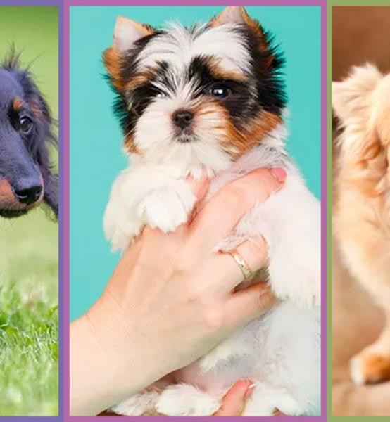 15 ras psów miniaturowych (ze zdjęciami)