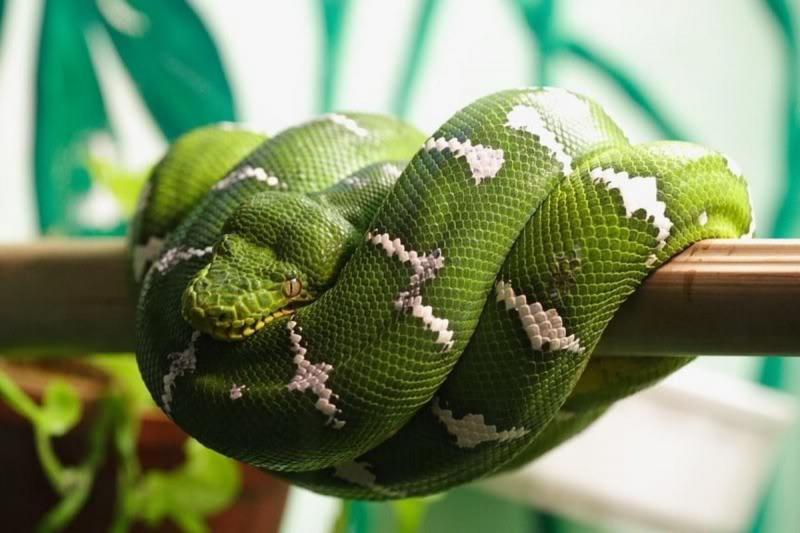 13 najpiękniejszych węży na świecie (ze zdjęciami)