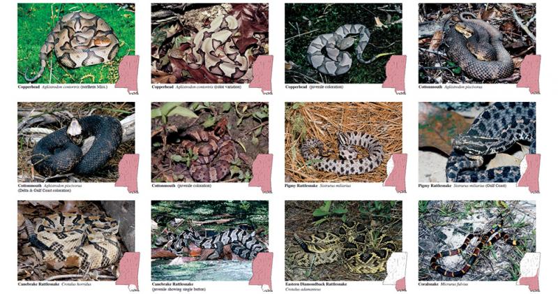 10 węży występujących w Missisipi (ze zdjęciami)