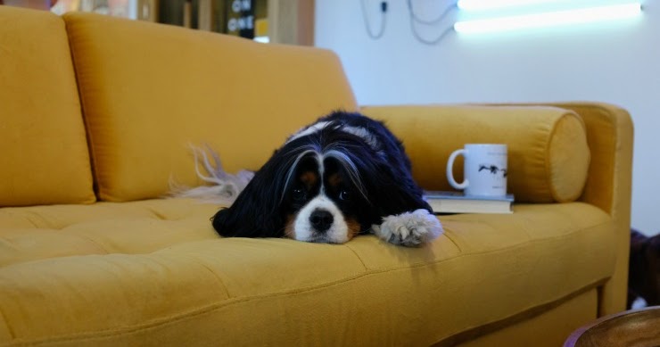Jak wyczyścić psie wymiociny z kanapy: 5 pomysłów i wskazówek (ze zdjęciami)