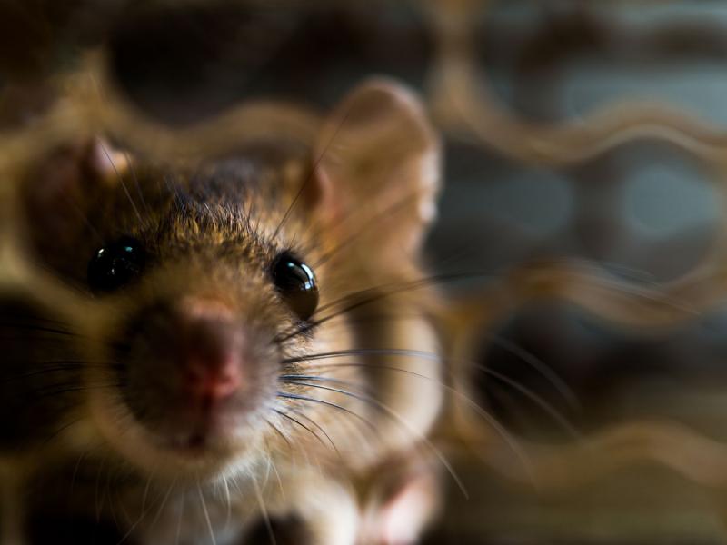 Jak pozbyć się zapachu moczu szczurów i myszy?