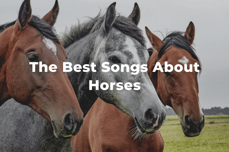 32 najlepsze piosenki o koniach: Aktualizacja 2024