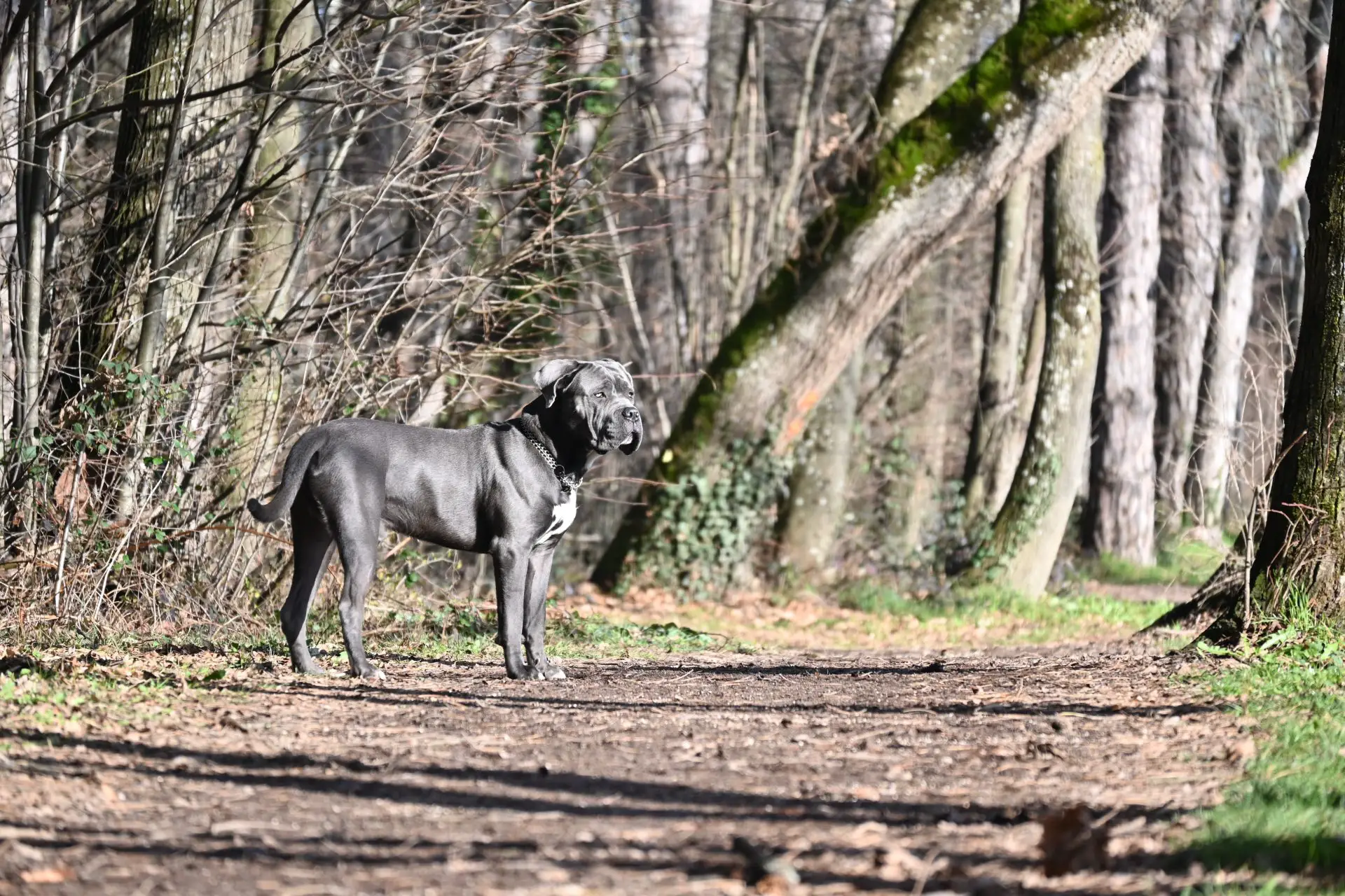 Ogólnie rzecz biorąc, Cane Corso to nie tylko piękne i potężne psy, ale także imponujące szybkością i zwinnością. Ich atletyczne zdolności sprawiają, że są doskonałymi towarzyszami do różnych aktywności, w tym biegania i innych sportów wymagających dużej energii.