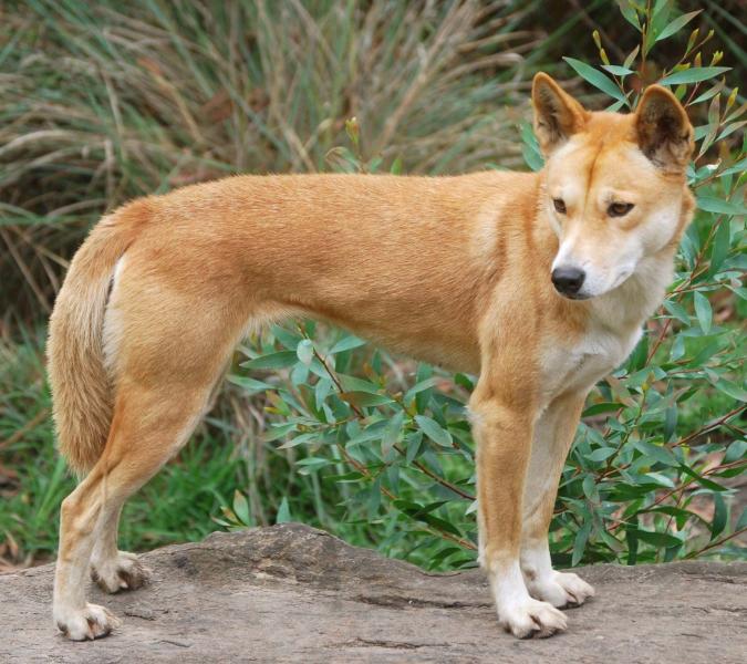 Czy psy dingo są dobrymi zwierzętami domowymi? Wszystko, co musisz wiedzieć