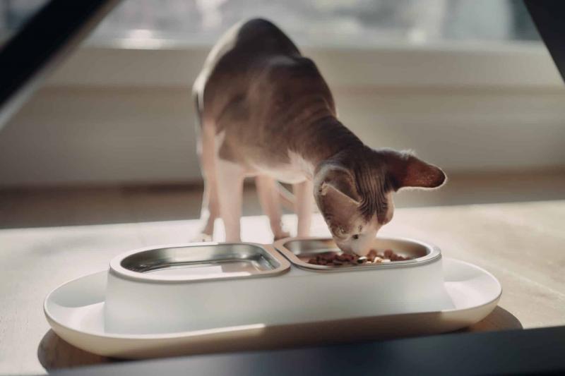 Dlaczego koty nie powinny jeść edamame?