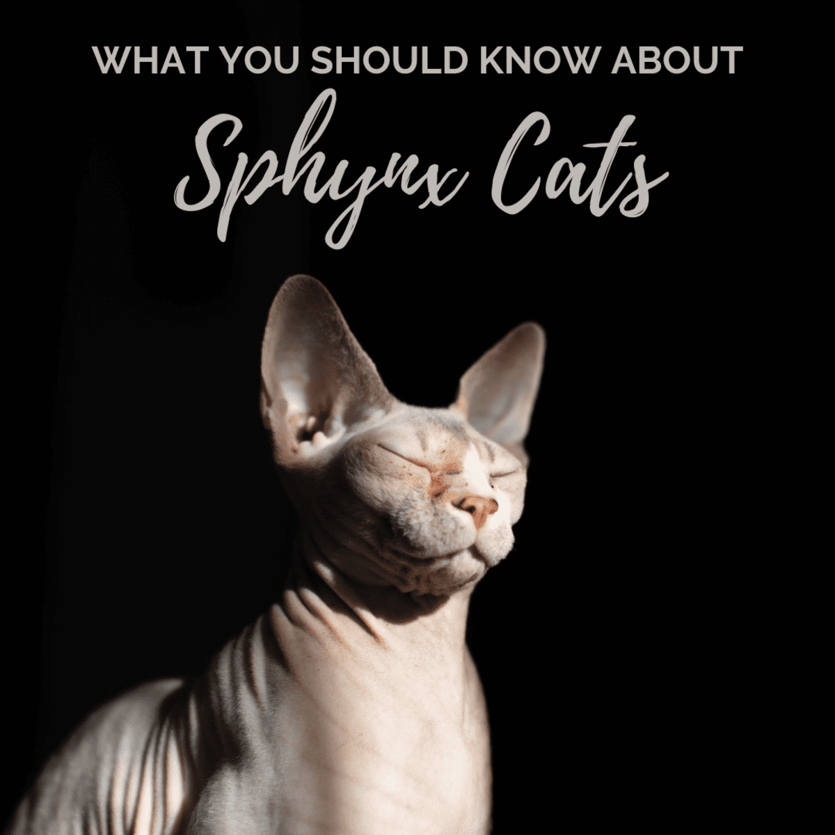 10 najlepszych karm dla kotów rasy sfinks