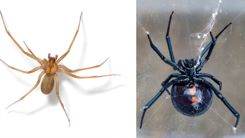 6 pająków występujących w Karolinie Północnej (ze zdjęciami)