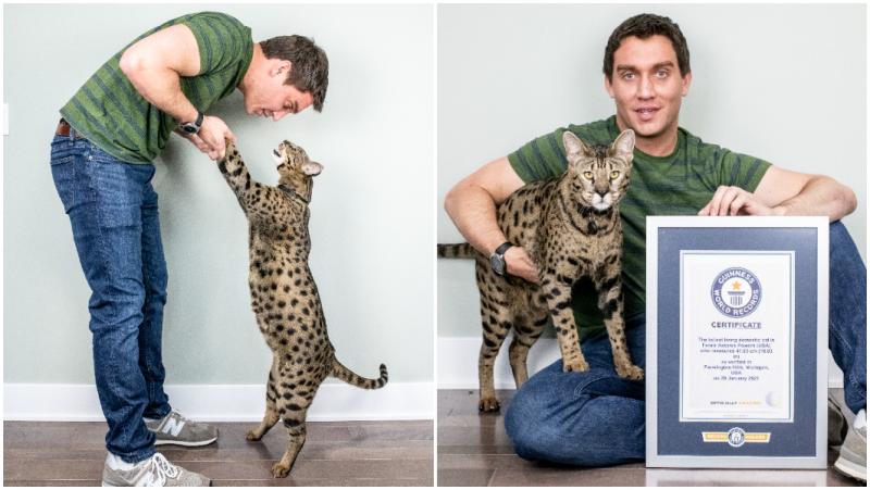 Kto jest największym kotem na świecie? Aktualizacja rekordów z 2024 roku