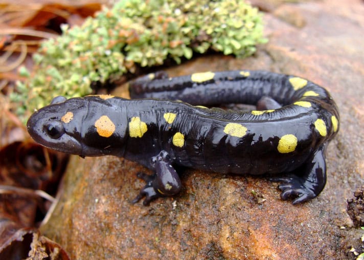 8. Salamandra tygrysia