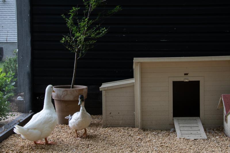 17. The Door and Pallet Duck Haven autorstwa The Project Lady