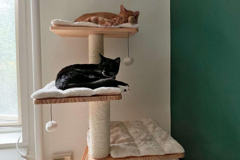 6. BQW Cat Bed - półki montowane na ścianie