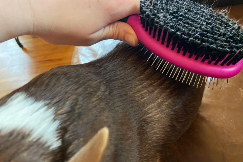 1. DakPets De-shedding Pet Brush - najlepsza ogólnie