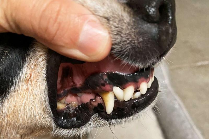 Kiedy należy zacząć szczotkować zęby szczeniaka?