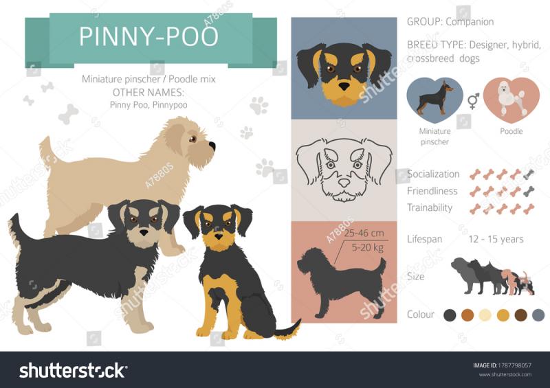 Pinny-Poo (mieszanka pinczera miniaturowego i pudla miniaturowego): Zdjęcia, informacje, pielęgnacja i więcej!