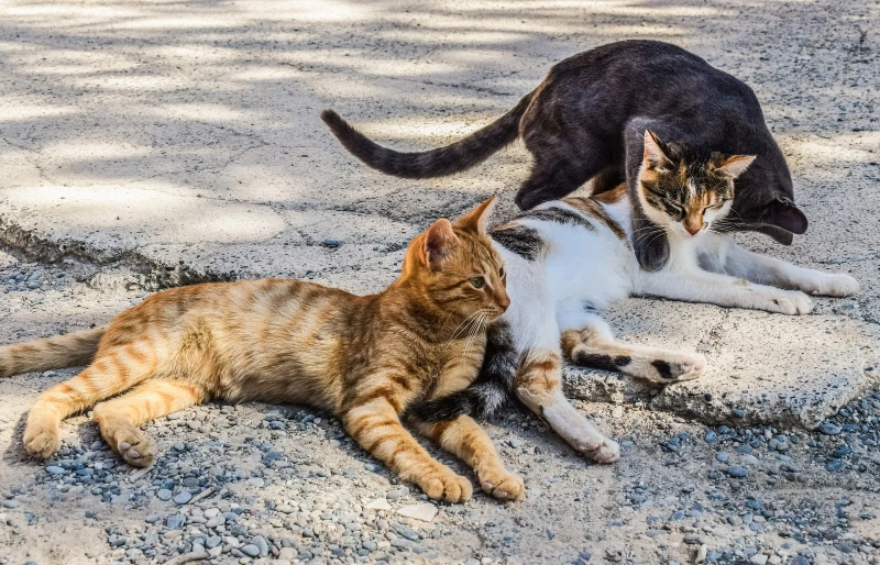 Jak zareagować, gdy podejdzie do ciebie kot z greckiej społeczności?