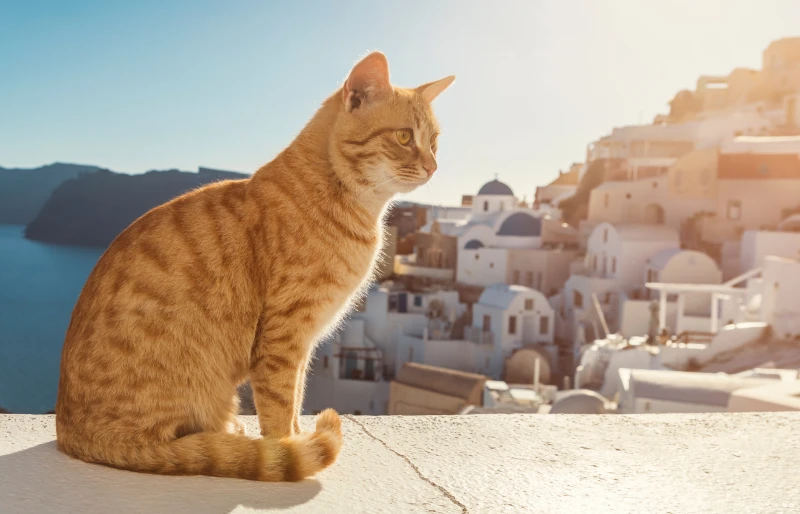 O co chodzi z kotami w Grecji?