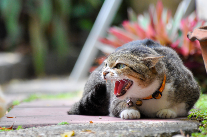 Najczęstsze przyczyny stresu u kotów - objawy, których należy szukać u weterynarza